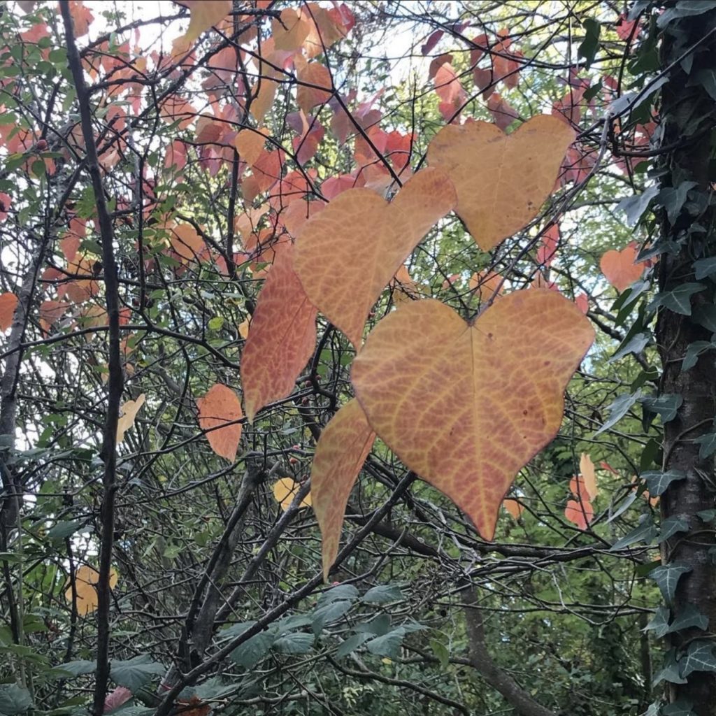 Heart leaves