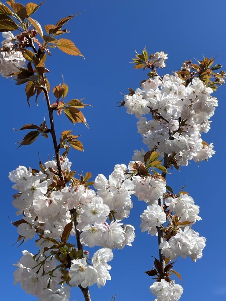 blossom